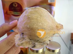 Hướng dẫn phân biệt tổ yến