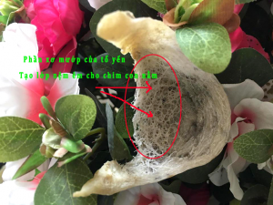 Phần xơ mướp được làm yến tinh chế
